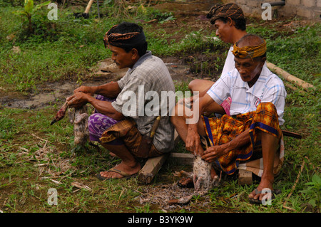 balinesische Männer zupfen Enten für Galunan Festival, Tempelfest (Odalan), Ubud, Bali, Indonesien Stockfoto