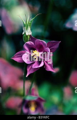 Botanik, Columbine, (Aquilegia), gemeinsame Akelei, (Aquilegia Vulgaris), Blüte, Blüte, eröffnet, eröffnete, Corolla, Capitulum, p Stockfoto