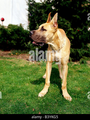 Zoologie / Tiere, Säugetier / Säugetier, Hunde, (Canis Lupus Familiaris), Deutsche Dogge, Tier, Raubtier, Canidae, Carnivora, Stockfoto