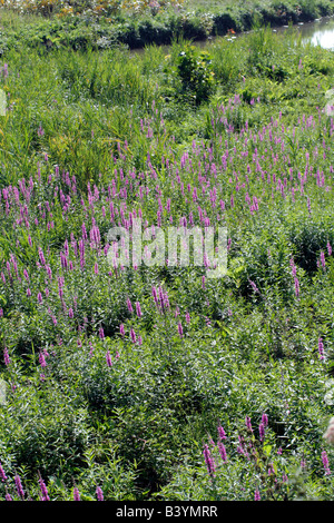 BLUTWEIDERICH LYTHRUM SALICARIA WÄCHST IN EINER WATERMEADOW IN DER NÄHE FLUSS INDRE, FRANKREICH Stockfoto