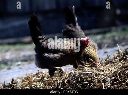 Zoologie / Tiere, Vogelgrippe / Vögel, Huhn (Gallus Gallus Domesticus), zwei Hähnchen auf Misthaufen, Verbreitung: weltweit, Tier, Stockfoto