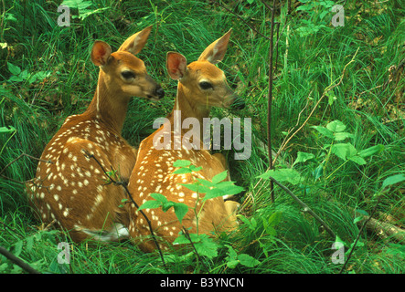 Twin White Tailed Deer Kitze im Wald Odocoileus Virginianus Osten der Vereinigten Staaten Stockfoto