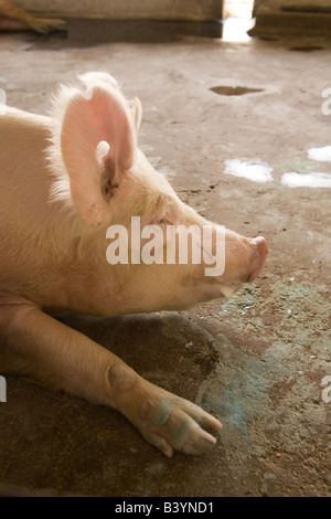 Schwein bei Kafue Fischerei Sambia Afrika Stockfoto