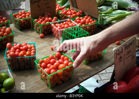 Mann, die Auswahl der Tomaten im Winter Park Farmers Market Winter Park FL Stockfoto