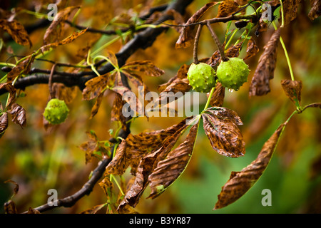 Rosskastanien und Blätter im Herbst Stockfoto