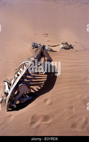 Kamel Skelett in der Wüste, Libyen Stockfoto, Bild: 22656071 - Alamy