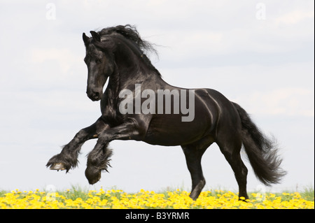 Friesen Pferd (Equus Caballus), Hengst im Galopp auf der Wiese Stockfoto