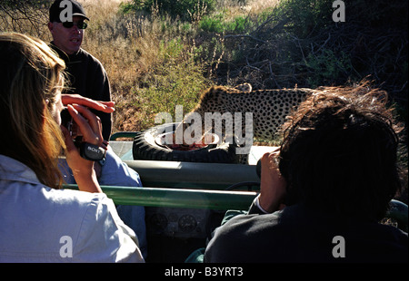 Namibia, Okonjima. Fütterung von Cheetah Africat Foundation Stockfoto