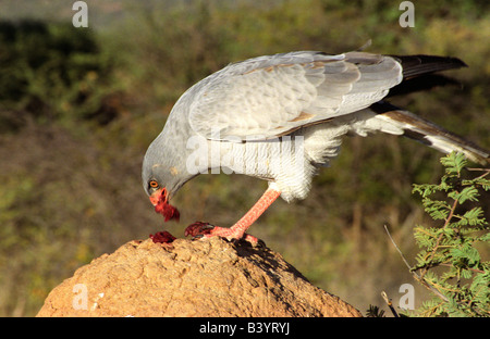 Namibia, Okonjima. Blasse singen Goshawk, Africat Stiftung Stockfoto