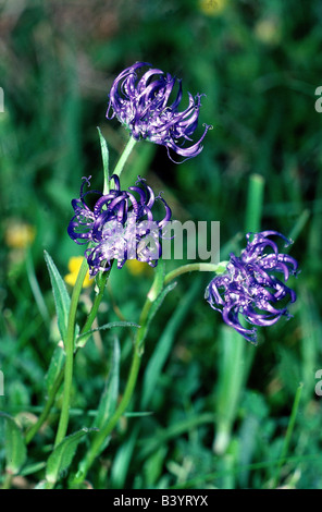 Botanik, Rapunzeln, (Phyteuma), unter der Leitung von Globe Rapunzeln, (Phyteuma Hemisphaericum), blüht beim Shooting, Campanulaceae, Asteridae, Lager Stockfoto