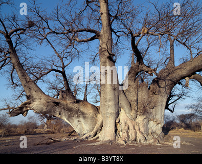 Namibia, Ost Buschmannland, Tsumkwe. Der Grootboom Baobab-Baum in Bushman Land in der Nähe von Tsumkwe. Dieser alte Baum hat einen Umfang von mehr als 30 m und mehr als tausend Jahre alt werden... Stockfoto
