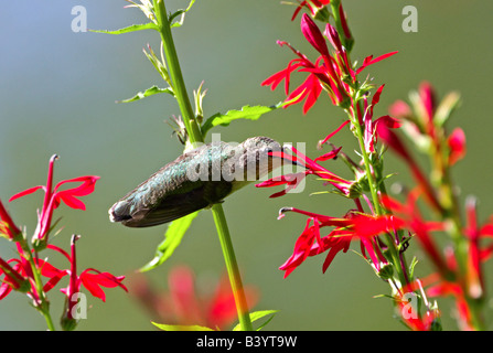 Ein Ruby – Throated Kolibri trinken von rote Penstemon Blumen während thront auf einem Stiel. Stockfoto