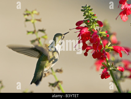 Ruby – Throated Kolibris fliegen bis zu Lady in Red Salvia blüht. Stockfoto