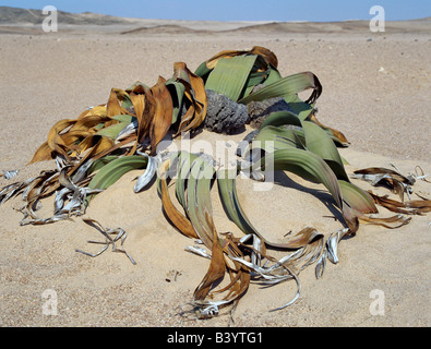 Namibia, Zentrale Namib Wüste Namib-Naukluft Park. Eine Welwitschia Mirabilis Pflanze wächst in sandigen Böden in der Namib-Naukluft-Park, östlich von Swakopmund. Diese neugierigen Wüstenpflanzen haben tiefe Pfahlwurzeln, doch die meisten ihrer Feuchtigkeit aus kondensierten Seenebel erhalten. Sie leben mehr als hundert Jahren und sind sehr langsam wächst. Wachsen Sie von der Basis des konisch geformten Stamm zwei breiten Blätter erweitern zehn Fuß oder so. Die Anlage ist nach dem österreichischen Botaniker Friedrich Welwitsch benannt, eine große Probe östlich von Swakopmund 1859 gesammelt. Stockfoto