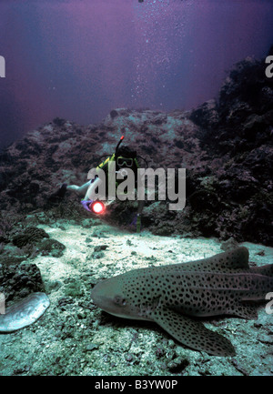 Zoologie / Tiere, Fische, Haie, Zebra Shark, (Stegostoma Fasciatum), am Meeresgrund, Vertrieb: Rotes Meer, indischen und pazifischen O Stockfoto