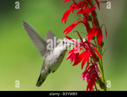 Ein Ruby – Throated Kolibri aus rote Penstemon Blumen zu trinken. Stockfoto