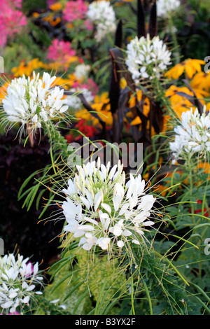 STÄDTISCHE ANNEHMLICHKEIT ANPFLANZUNGEN IN LOCHES INDRE ET LOIRE 37 MIT CLEOME HASSLERIANA RUDBECKIA HIRTA PETUNIEN FRAMEWORKS UND LAMPENPUTZERGRAS Stockfoto