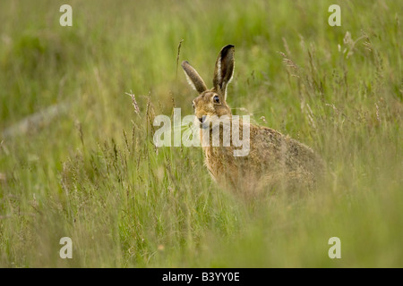 Brauner Hase Lepus Europaeus Fütterung auf Grünland Hügel in Strathdearn, Highlands, Schottland im Juni. Stockfoto
