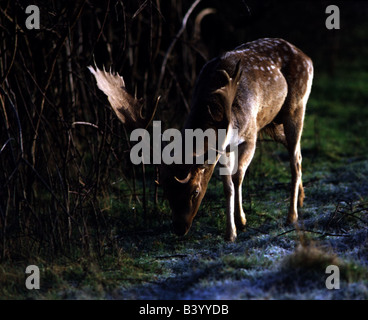 Zoologie / Tiere, Säugetier / Säugetier-, Rehe, Damhirsche, (Cervus Dama), Weiden auf Waldwiese, Vertrieb: Europa, Asien, Essen, Stockfoto