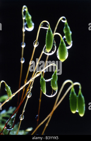 Botanik, Moos, Kapsel des weiblichen Schwan Hals Thymian Moos, (Mnium Hornum), Wassertropfen, Hintergrundbeleuchtung, kalkhaltigen Horn Moss Stockfoto