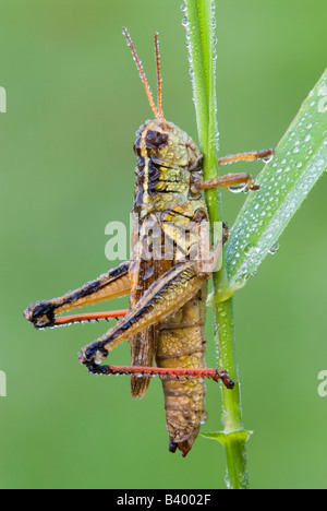 Red-legged Grasshopper oder Locust Melanoplus femurrubrum Eastern USA, von Skip Moody/Dembinsky Photo Assoc Stockfoto