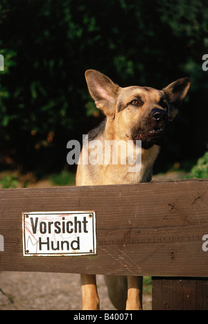 Zoologie / Tiere, Säugetier / Säugetier, Hunde, (Canis Lupus Familiaris), Shepard Hund, hinter Zaun, unterschreiben: "Warnung vor dem Hunde!", Stockfoto