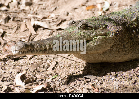 Süßwasser Krokodil Zähne Stockfoto