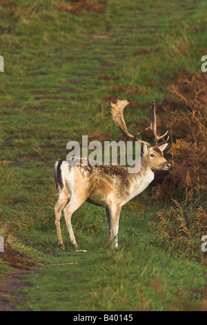 Damhirsch Dama Dama zu Fuß entlang der Strecke mit Bracken Hintergrund in Bradgate Park, Leicestershire im Oktober. Stockfoto