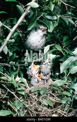 Zoologie / Tiere, Vogelgrippe / Vögel, Lesser Whitethroat (Sylvia Curruca), sitzend auf Ast, drei Küken im Vogelnest, verkau Stockfoto