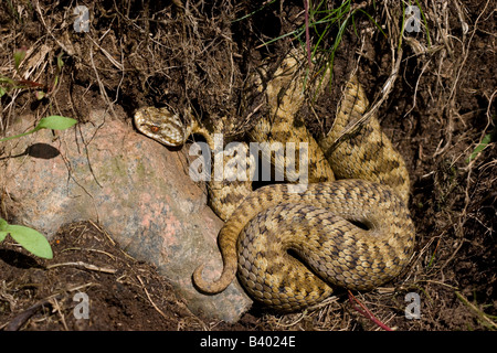 Weibliche Kreuzotter Vipera Berus sonnen sich im Morgenlicht neben Rock auf den Hügeln von Malvern, Worcestershire. Stockfoto