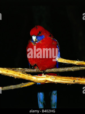 Zoologie / Tiere, Vogelgrippe / Vogel, Crimson Rosella, (Platycercus Elegans), sitzen auf Zweig, Vorderansicht, Vertrieb: Australien Stockfoto