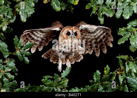 Waldkauz Strix Aluco fliegen durch Äste Potton Bedfordshire Stockfoto