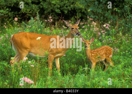 White tailed deer Doe und fawn Odocoileus virginianus E USA, von George E. Stewart/Dembinsky Foto Assoc Stockfoto