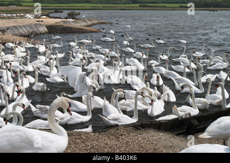 Fütterungszeit für die Mute Swans in Abbotsbury Swannery, Dorset, Großbritannien Stockfoto