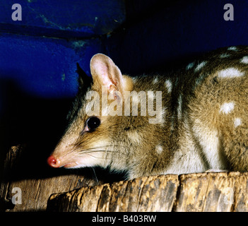 Zoologie / Tiere, Säugetier / Säugetier, Martens, Eastern Quoll (Dasyurus Viverrinus), Verteilung, Australien, Tasmanien, Dasyuru Stockfoto