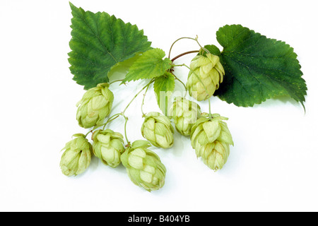 Gemeinsamen Hopfen (Humulus Lupulus), Früchte und Blätter, Studio Bild Stockfoto