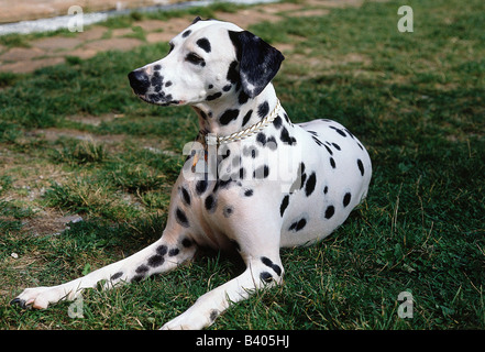 Zoologie / Tiere, Säugetier / Säugetier, Hunde, (Canis Lupus Familiaris), Dalmatiner, liegend im Rasen, Hund, Tier, Fleischfresser, Caniden Stockfoto