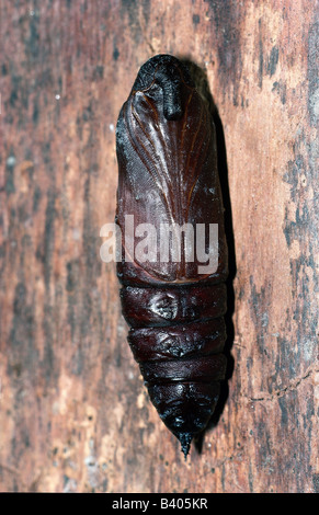 Zoologie / Tiere, Insekten, Schmetterlinge, Liguster Hawkmoth (Sphinx Ligustri), Entwicklung, liegend Puppe, Vertrieb: Europa, Asien Stockfoto