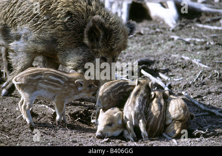 Zoologie / Tiere, Säugetier / Säugetier-, Schweine, Wildschwein (Sus Scrofa), Bache mit Frischlingen, Vertrieb: Europa, Asien, Nord A Stockfoto