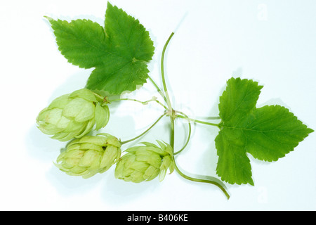 Gemeinsamen Hopfen (Humulus Lupulus), Ranke mit Blättern und Früchten, Studio Bild Stockfoto