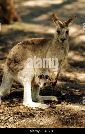 Zoologie / Tiere, Säugetier / Säugetier-, Känguru, östlichen grau Kängurutaschen, (Macropus Gigantheus), mit Joey, Vertrieb: Australien Stockfoto