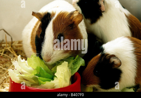 Zoologie / Tiere, Säugetier / Säugetier, Meerschweinchen, inländische Meerschweinchen (Cavia Aperea Porcellus), zwei Meerschweinchen, essen Salat, dis Stockfoto