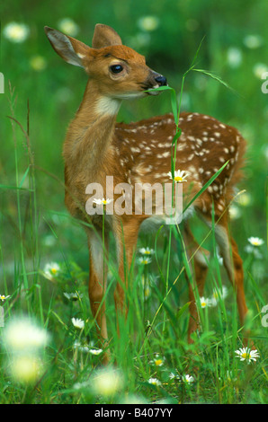 White Tailed Deer Fawn Odocoileus Virginianus Osten der Vereinigten Staaten Stockfoto