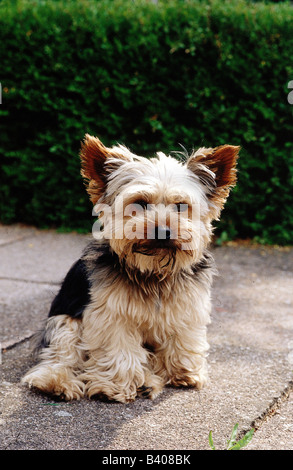 Zoologie / Tiere, Säugetier / Säugetier-, Hunde (Canis Lupus Familiaris), Yorkshire Terrier, sitzend, Hund, Tier, Fleischfresser, Canid Stockfoto