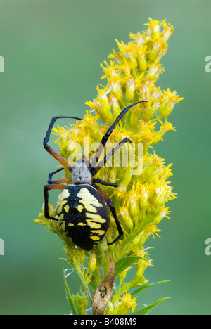 Schwarz und gelb Argiope Spider Argiope Aurantia auf Goldrute im Osten der USA Stockfoto