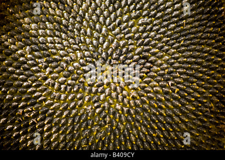 Eine Nahaufnahme von einer Blume Herz der Sonnenblume (Helianthus Annuus). Gros plan du Coeur d ' une Fleur de Tournesol (Helianthus Annuus). Stockfoto