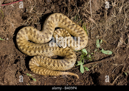 Weibliche Kreuzotter Vipera Berus sonnen sich im Morgenlicht auf Malvern Hills, Worcestershire. Stockfoto