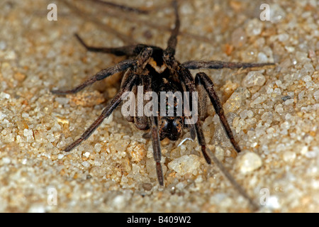 Wolfspinne (Familie Lycosidae), New-South.Wales, Australien. Stockfoto