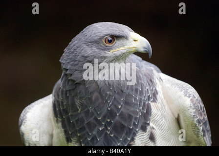 Grey Eagle (Geranoaetus Melanoleucus) in Südamerika auf Dunrobin Castle Falknerei Display Schottland Stockfoto