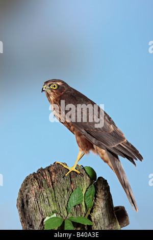 Juvenile Männchen Sparrowhawk Accipiter Nisus auf alten Tor Potton Bedfordshire Stockfoto